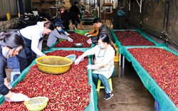 Nhiều nước lùng mua, giá cà phê Việt Nam tăng gần 100% so với cùng kỳ năm ngoái