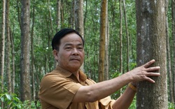 UBND tỉnh TT-Huế yêu cầu các địa phương ưu tiên lồng ghép các nguồn lực hỗ trợ trồng rừng gỗ lớn 