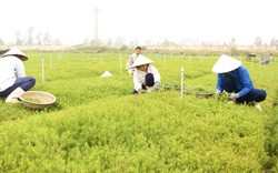 Thuần hóa loại rau dại giàu chất khoáng thành rau đặc sản ở Nghệ An, nhà hàng, khách sạn tranh nhau mua