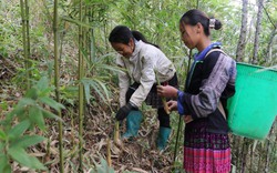 Sáng ra dân một huyện của Yên Bái lên rừng tìm cắt một loại "rau rừng", chưa ra tới chợ đã thành đặc sản