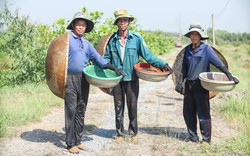 Dân lấy rổ xúc "lộc trời ban" ở cánh đồng cỏ dại tại một huyện của Long An, thì ra là bắt cá này