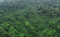 Quỳ Hợp (Nghệ An): Khi nào người dân “sống” được nhờ giữ rừng?