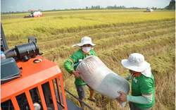 Thủ tướng đề nghị nghiên cứu thí điểm đưa lực lượng thương lái vào chuỗi ngành hàng lúa gạo