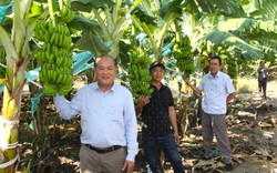 Trồng thành công ở Ninh Thuận một loại quả ngon, giàu kali nhất, xuất xứ từ Nam Mỹ, vườn đẹp như phim