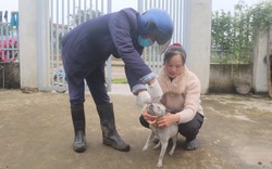 Chó dại tấn công 13 học sinh và 1 thầy giáo, một huyện ở Quảng Ninh khẩn trương dập dịch