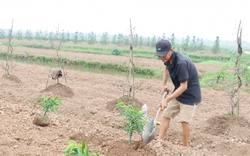 Vừa hết Tết, nông dân làng trồng đào nổi tiếng ở Thái Bình đã vội ra đồng, còn bận hơn trong Tết 