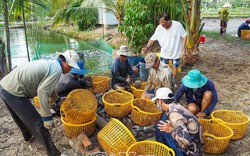 Cá bổi ở Cà Mau là cá gì mà dân một huyện nuôi dày đặc, bước vào vụ mới người ta lại lo ngại?
