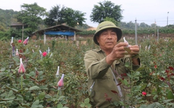 Lão nông bỏ trồng lúa sang trồng hoa hồng ở Lào Cai mang lại thu nhập cao