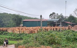 Huyện Phú Bình (Thái Nguyên) chỉ đạo "nóng" sau phản ánh của Dân Việt về hoạt động sản xuất, chế biến lâm sản