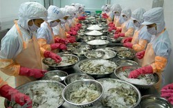 Vì sao Trung Quốc tăng mua tôm từ Việt Nam, xuất khẩu tôm tăng 143%?