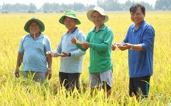 Trồng lúa theo cách mới, nông dân một hợp tác xã ở Đồng Tháp thu đủ thứ "huê lợi" 