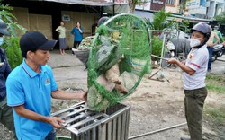 Vì sao ngành nông nghiệp TP.HCM đề xuất nuôi chó, mèo phải đăng ký với chính quyền?