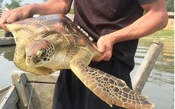 Phát hiện con rùa biển quý hiếm mắc kẹt trong lưới, một ngư dân Thừa Thiên Huế vội báo chính quyền thả về biển