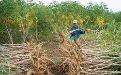 Trung Quốc chi gần 300 triệu USD mua nửa triệu tấn một loại nông sản được trồng nhiều ở Việt Nam