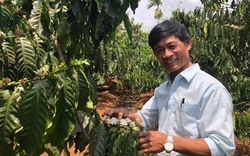 Ông nông dân quê thủ đô vào Lâm Đồng trồng cà phê, năng suất cao nhất xóm, cả làng nể
