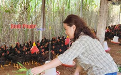 Cho đàn gà ăn cỏ mần trầu, húng quế, tía tô, chị nông dân Bình Phước bán giá 150.000 đồng/kg