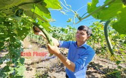 Trồng loại quả lúc non làm rau, già đơ thì bán xơ cho khách Hàn, Nhật, anh nông dân lãi 300 triệu đồng/năm