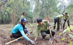 Chuyển nhượng tín chỉ carbon ở Việt Nam, giá bao nhiêu là hợp lý, nông dân hưởng lợi còn ít?