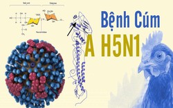 Sau ca tử vong do cúm A/H5N1, Trung tâm Kiểm soát bệnh tật TP.HCM khuyến cáo gì?