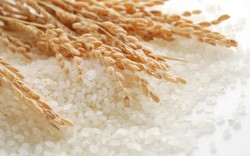 Giá lúa gạo hôm nay bật tăng trở lại