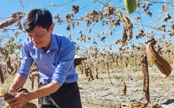 Trồng loài mướp trâu, lúc đắt bán quả tươi, lúc rẻ để quả khô bán xơ, anh nông dân Bình Phước thu 300 triệu