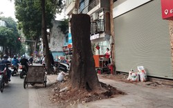 Công ty Cây xanh Hà Nội đề nghị điều tra nguyên nhân cây sao đen trăm tuổi trên phố Lò Đúc bị chết khô
