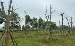 Cơ quan An ninh điều tra Bộ Công an yêu cầu Thừa Thiên Huế cung cấp thông tin dự án cây xanh 