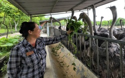 Video: Nuôi loài chim nặng tới 140kg, nữ nông dân ở Hải Dương thu hàng tỷ đồng mỗi năm