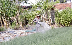 Ở Bà Rịa-Vũng Tàu, đây là các loại rau xanh tăng giá tốt nhất, nhổ bao nhiêu thương lái cũng cân hết