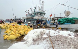 Ở vùng biển Bố Trạch của Quảng Bình có ngày dân bắt được hơn 500 tấn cá cơm, ra khơi là trúng lớn