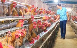 Nuôi 60.000 gà giống và gà thương phẩm, anh nông dân ở Lào Cai lãi trăm triệu mỗi năm