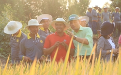 Sát ngày gặt, lúa trên cánh đồng một xã ở An Giang vẫn còn xanh, chắc hạt nhờ nông dân làm cách này