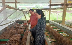 Một ông dân Phú Thọ tự trả lương cao nhờ nuôi dày đặc con "háu ăn, chết sớm", cứ 1 ô nuôi thu 3 triệu