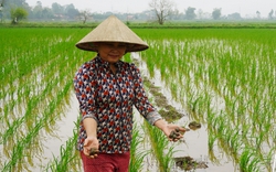 Loài sinh vật ngoại lai lại xuất hiện, nông dân một xã ở Thái Bình cần mẫn bắt bằng tay bảo vệ lúa