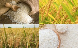 Giá gạo tiếp đà giảm, giao dịch chậm, nhiều kho ngưng mua