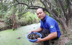 Đào rãnh nuôi ốc đặc sản đẻ cản chả kịp, anh nông dân Trà Vinh làm cách nào để bán 120.000 đồng/kg?
