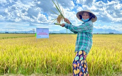 Quảng Nam: Giống lúa TBR97 chịu được thời tiết nóng, bông trĩu hạt, năng suất cao