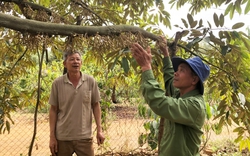 Cả tỉnh Lâm Đồng sầu riêng đều chín rộ vào tháng 6, ở đây "một mình một chợ" tháng 10 mới chín