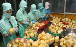 100 thông báo kiểm soát nông sản, thực phẩm vào EU chỉ trong 1 năm, 7 ngành hàng Việt Nam phải chú ý