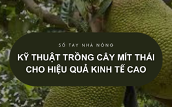 SỔ TAY NHÀ NÔNG: Kỹ thuật trồng cây mít Thái cho hiệu quả kinh tế cao