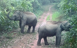 Đây là tỉnh có số lượng đàn voi hoang dã nhiều thứ 2 cả nước, vô một khu rừng đụng voi đi lang thang