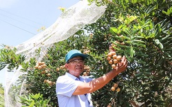 Nông dân một nơi ở Bà Rịa-Vũng Tàu trồng nhãn, nuôi ong dú mà nhiều người đang đến xem