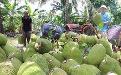 Giá bán loại trái cây này tăng vọt bất ngờ, một nông dân Tiền Giang trồng 2,2ha mà lãi gần 1 tỷ/năm