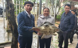 Mua được con rùa màu vàng cát quý hiếm nặng 18kg, người dân Hà Tĩnh giao nộp ngay cho kiểm lâm thả về biển