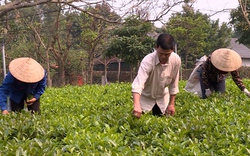 Hà Nội: Cả làng xây dựng thương hiệu chè sạch VietGAP Ba Trại