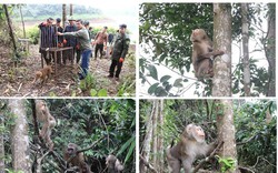 Thả động vật hoang dã vô khu rừng nổi tiếng Hà Tĩnh, đàn khỉ leo lên cây, rắn hổ mang bò qua vũng nước