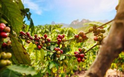 Giá cà phê ngày 4/3: Giá cà phê trong nước tiếp tục tăng, đỉnh mới 86.000 đồng/kg 