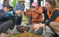 Vô rừng hái loại quả rừng hoang dại nếm quen rồi lạ, dân một huyện ở Quảng Bình bán đắt như tôm tươi