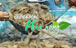 Chuyển động Nhà nông 5/3: Người nuôi tôm ở Bình Định thận trọng vào vụ mới 