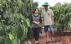 Bí quyết gì giúp vườn cà phê của ông nông dân Đắk Lắk hơn 30 năm tuổi vẫn cho năng suất cao?